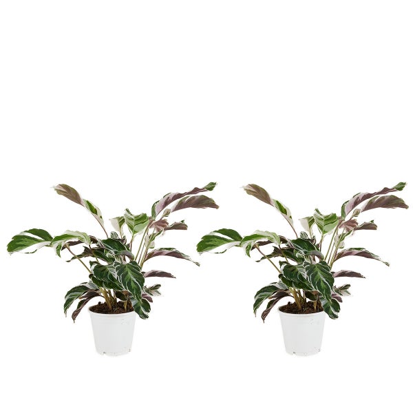 Bloomique - 2er Set - Calathea White Fusion - Korbmarante - Zimmerpflanzen - Pflegeleicht - Luftreinigend - Höhe 40-50 cm - Topf 14 cm