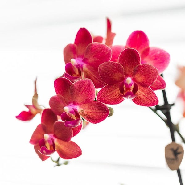 Kolibri Orchids Rote Phalaenopsis Orchidee Congo + Gummitopf Travertin Topfgröße 9cm 40cm hoch blühende Zimmerpflanze
