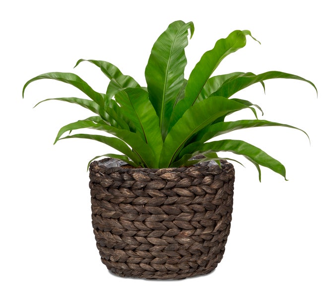 Scheurich Water hyacinth 25, Korbgefäß/Korb-Pflanzgefäß/Korbtopf aus Water hyacinth Farbe: Brown, 25 cm Durchmesser, 22,5 cm hoch, 10,6 l Vol.