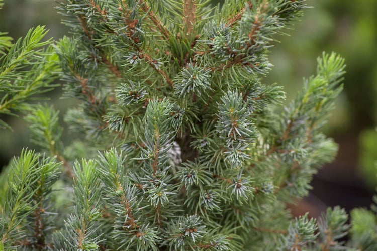 Picea glauca 'Blue Wonder', Zuckerhutfichte, blaugrün, 20–25 cm
