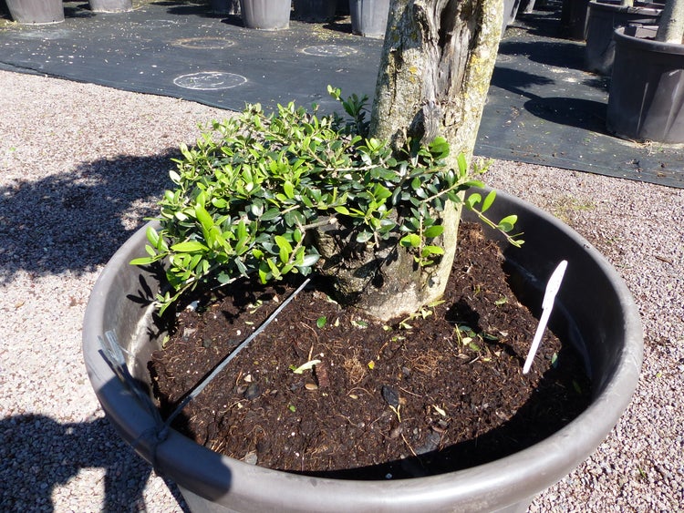Olivenbaum Pon Pon 170/175 cm Bonsai Formgehlz | HORNBACH