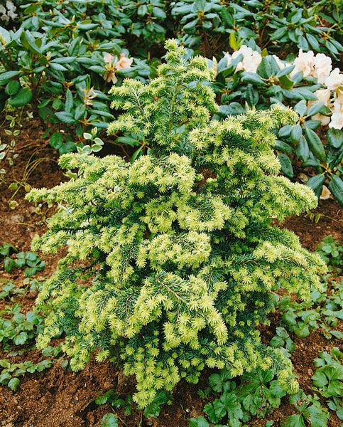 Tsuga canadensis, Kanadische Hemlocktanne, 40–60 cm