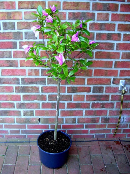 Magnolia lilliflora Susan- Stämmchen, Rote Tulpen-Magnolie, Gesamthöhe: 130-140 cm