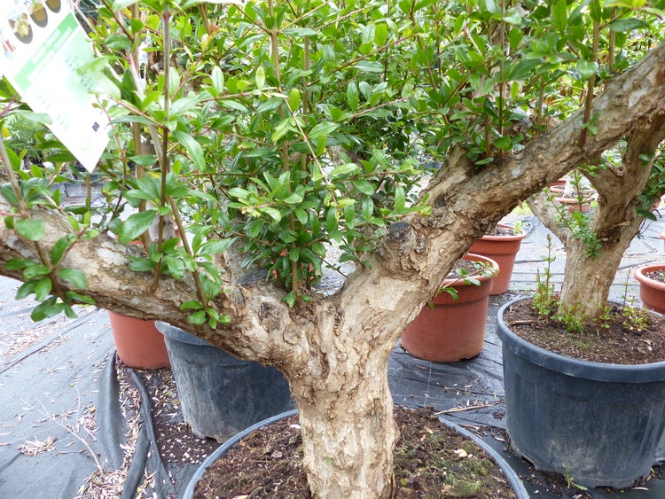 Granatapfelbaum in einem großen Topf mit knorriger Struktur und vielen grünen Blättern.