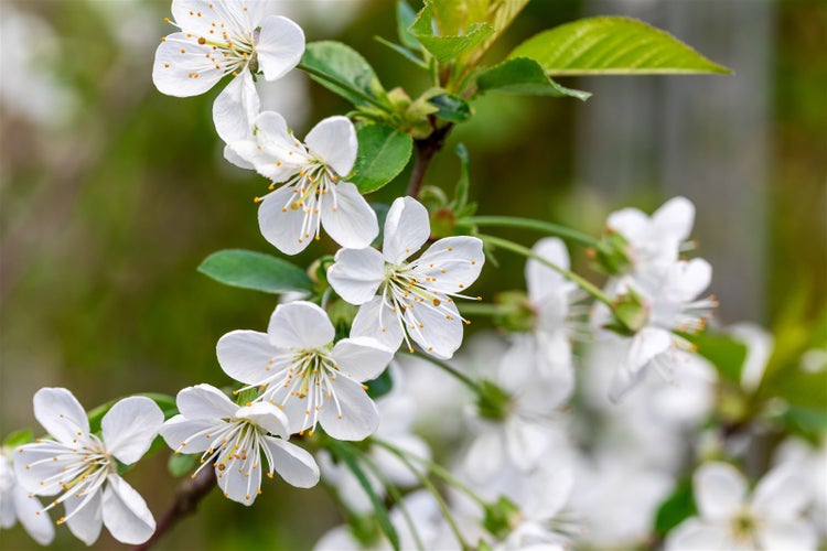 Nahaufnahme von weißen Kirschblüten an einem Zweig im Frühling.