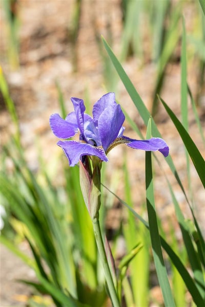 Iris sibirica 'Silver Edge', Sibirische Schwertlilie, ca. 11x11 cm Topf