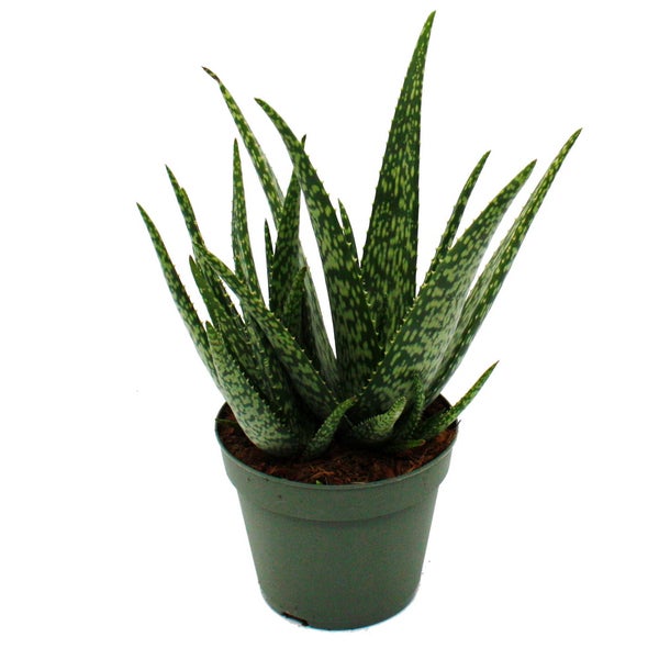 Aloe MEDIVERA Meridian - Neue Aloe vera Züchtung - 14cm Topf - ca. 30cm hoch