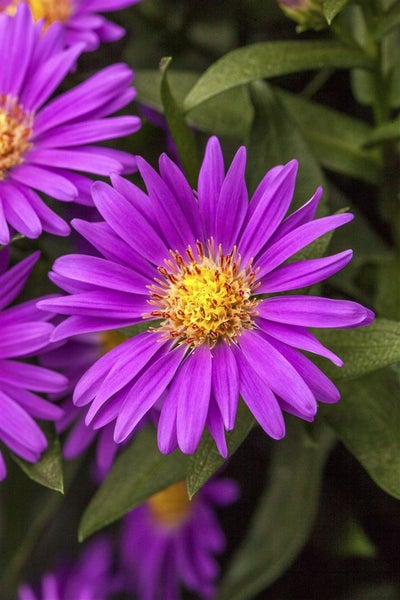 Aster novae-angliae 'Violetta', Herbstaster, violett, ca. 9x9 cm Topf