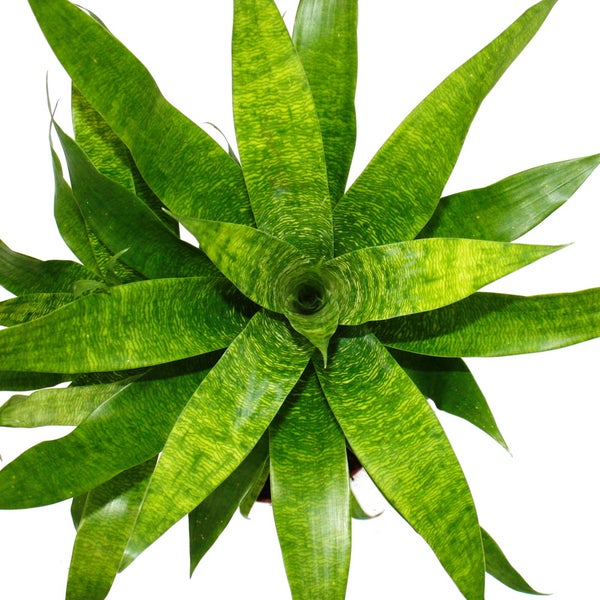 Ausgefallene XL-Bromelien Nature's Touch - Vriesea ospinaea - Exotische Blattschönheit - 15cm Topf