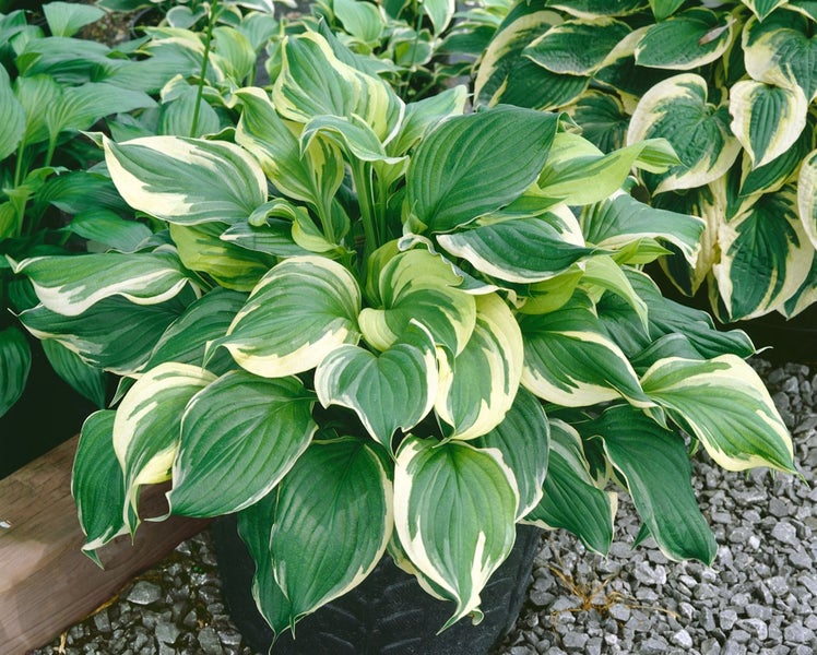 Hosta ventricosa, Herzblattlilie, ca. 9x9 cm Topf, dekoratives Laub