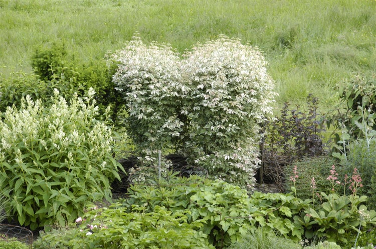 Acer negundo 'Flamingo', Eschen-Ahorn, rosa-weiß, 80–100 cm