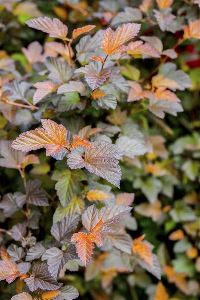 Physocarpus opulifolius 'Summer Wine', Blasenspiere, 60–80 cm