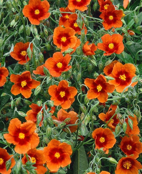 Helianthemum x cult. 'Bronzeteppich', Sonnenröschen, bronzefarben, ca. 9x9 cm Topf