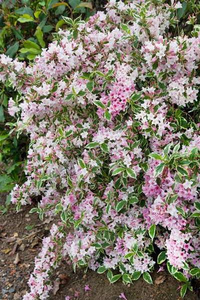 Weigela florida 'Variegata', Weigelie, buntlaubig, 60–100 cm