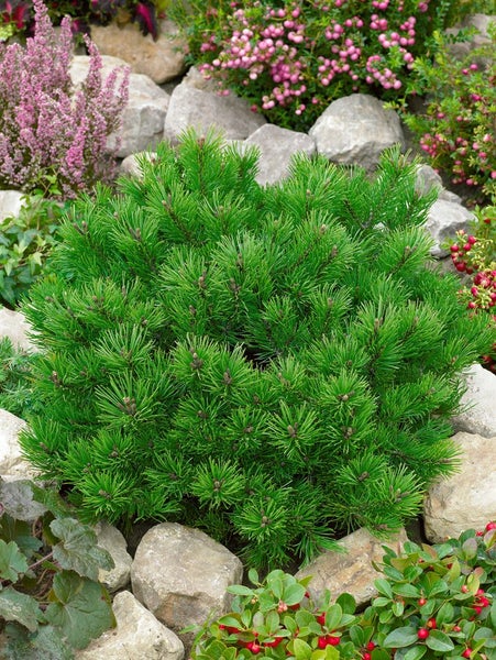 Pinus mugo 'Klostergrün', Bergkiefer, immergrün, 70–80 cm