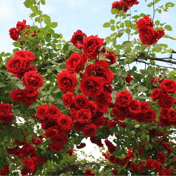 Rote Rosenblüten an einem Rosenbogen
