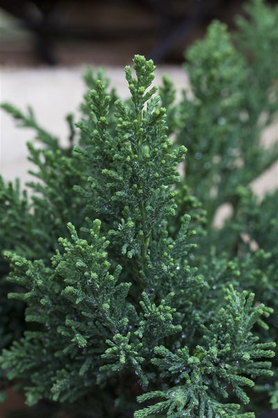 Chamaecyparis obtusa 'Drath', Hinoki-Scheinzypresse, 20–30 cm