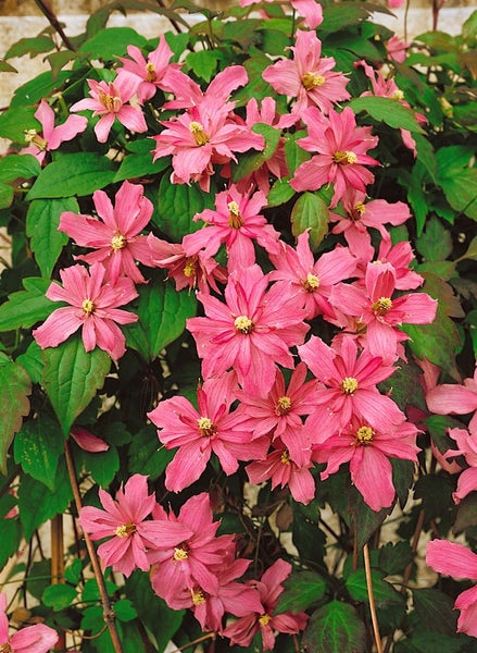 Clematis montana 'Broughton Star', Berg-Waldrebe, rosa, 60–100 cm