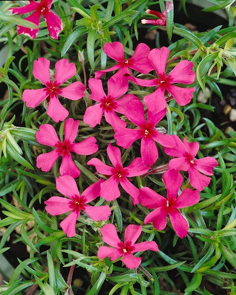 Phlox subulata 'Scarlet Flame', Teppichphlox, leuchtend rot, ca. 9x9 cm Topf