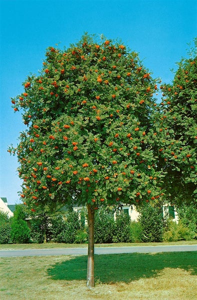 Sorbus aucuparia, Vogelbeere, 60–100 cm, robust und winterhart