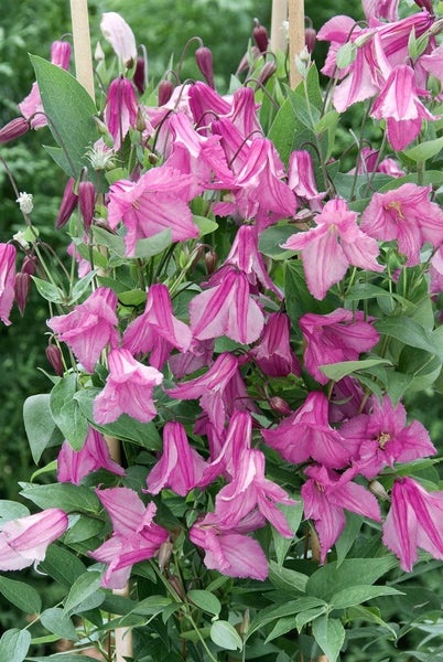 Clematis integrifolia 'Aljonushka', Glockenrebe, rosa, 60–100 cm
