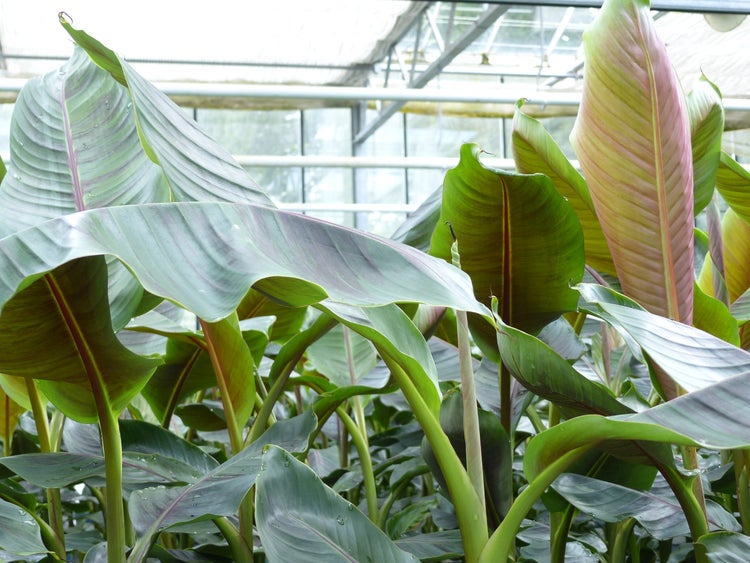 Bananenstaude Banane Musa Sikkimensis Red Tiger Banane 110 - 130 cm  winterhart Staude