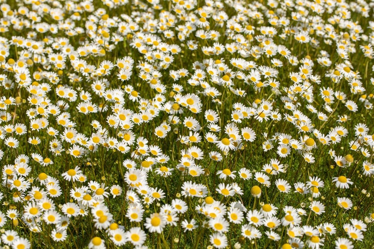 Feld mit Gänseblümchen
