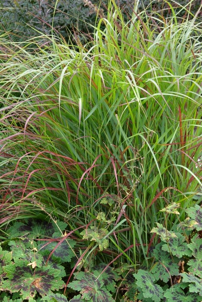 Dekoratives Ziergras im Garten.