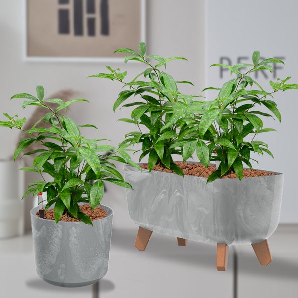 Zwei Zimmerpflanzen in Pflanzgefäßen in unterschiedlichen Größen