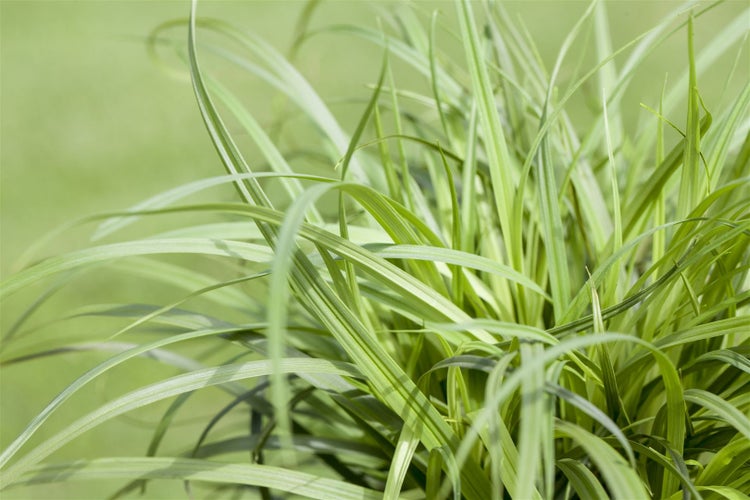 Carex caryophyllea 'The Beatles', Segge, ca. 9x9 cm Topf