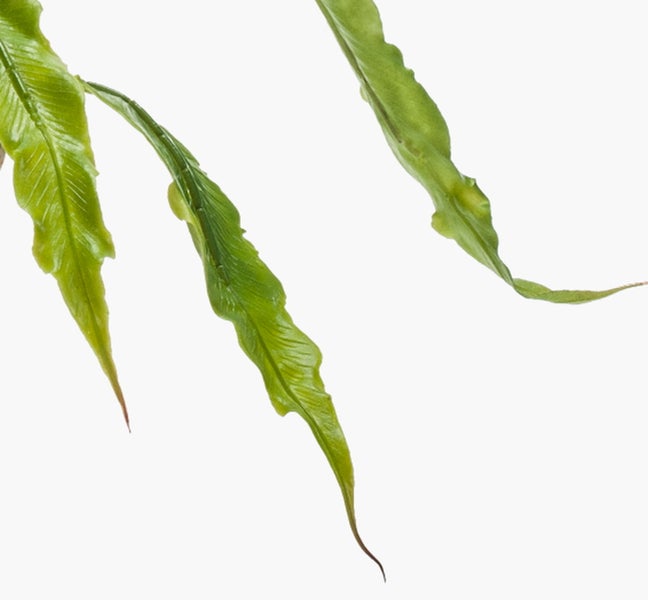 Nahaufnahme der gewellten Blätter eines Nestfarns.