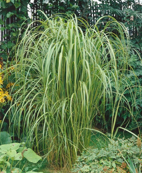Garten mit hohem Ziergras