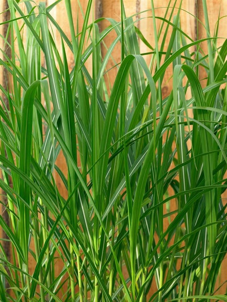Miscanthus giganteus 'Aksel Olsen', Chinaschilf, 3-5 Liter Container