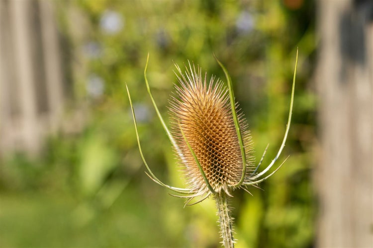 Dipsacus sativus, Weberkarde, ca. 9x9 cm Topf