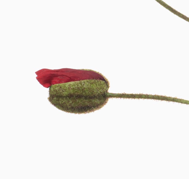 Nahaufnahme einer roten Mohnknospe an einem behaarten grünen Stiel.