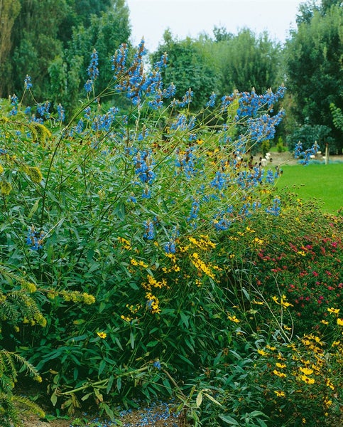 Salvia uliginosa, Himmelsblauer Salbei, ca. 9x9 cm Topf