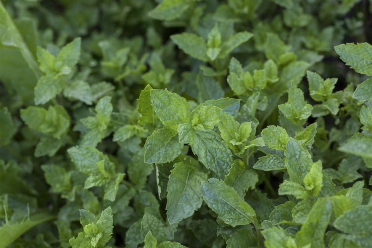 Nahaufnahme von Minzpflanzen im Gartenbeet.