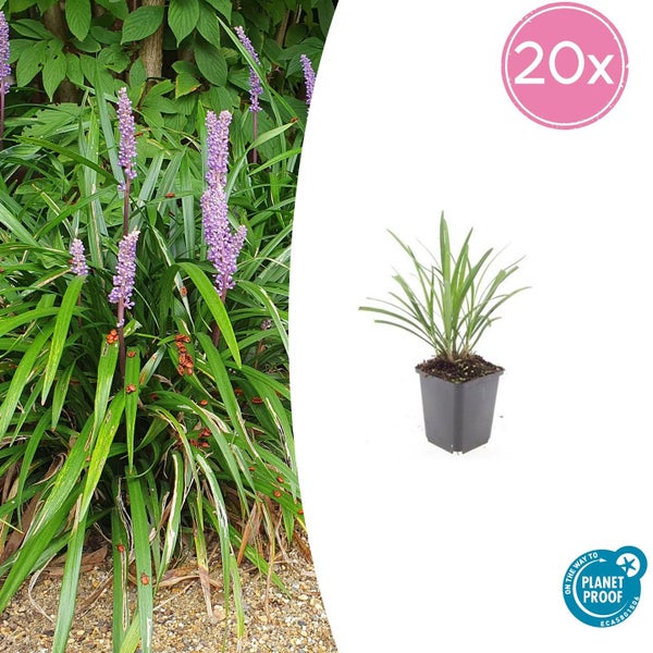 Lilientraube Liriope muscari im Topf, Set mit 20 Stück, winterharte Gartenpflanze mit violetten Blütenähren, Planet Proof zertifiziert.