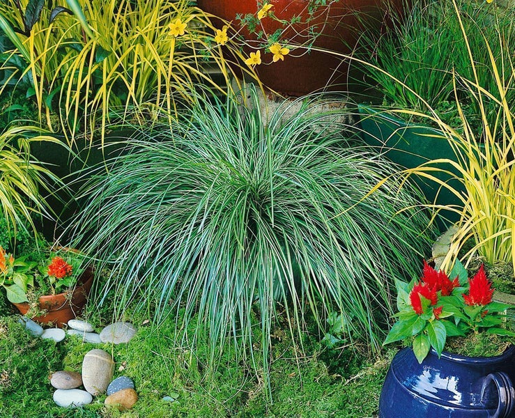 Buntblättriges grün-weißes Ziergras in einem Garten mit gelben Gräsern, roten Celosia-Blumen und Dekosteinen.