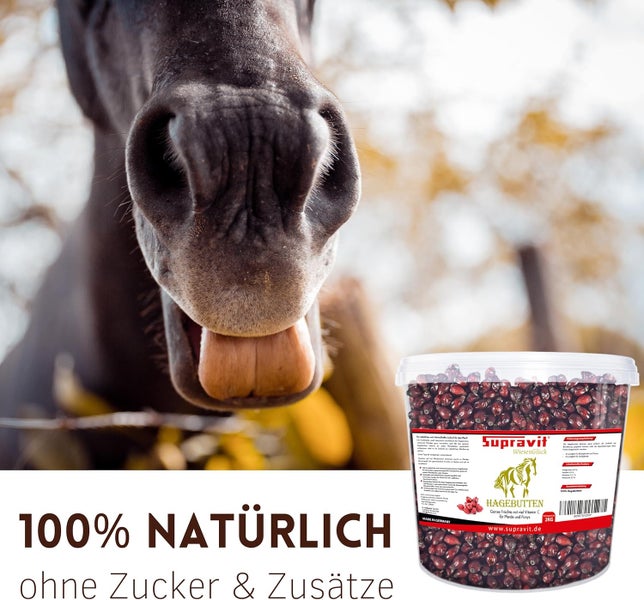 Pferdekopf mit Eimer Hagebutten von Supravit, ein natürliches Ergänzungsfuttermittel für Pferde