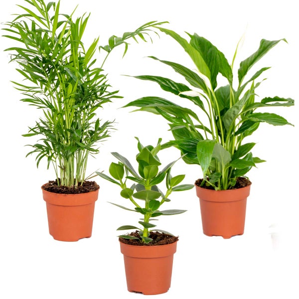 Bloomique - 3er-Mix - Schlafzimmerpflanzen - Spathiphyllum, Clusia, Chamaedorea - Zimmerpflanzen - 30-40 cm Hoch - Topf 12 cm