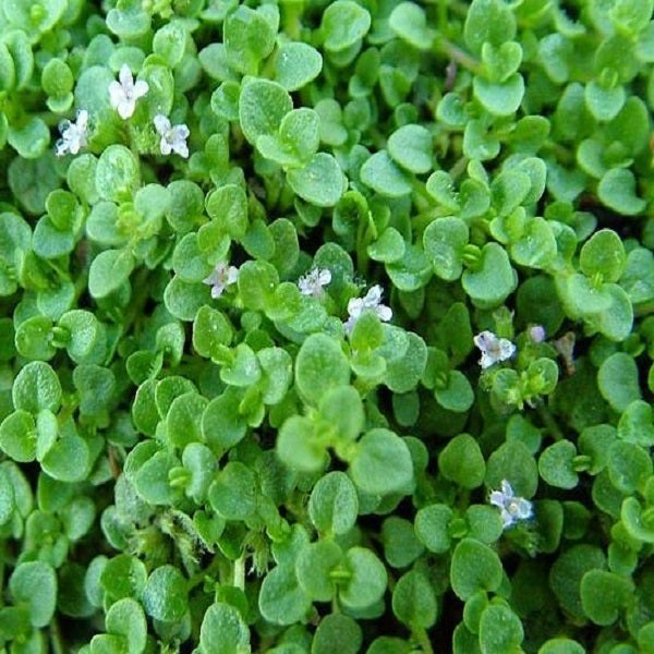 Nahaufnahme von Zwerg-Fettblatt mit kleinen Blüten