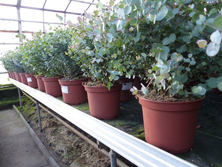 XXL Eucalyptus Gunni Gunnii Busch Eukalyptusbaum 80 - 100 cm, Pflanze winterhart