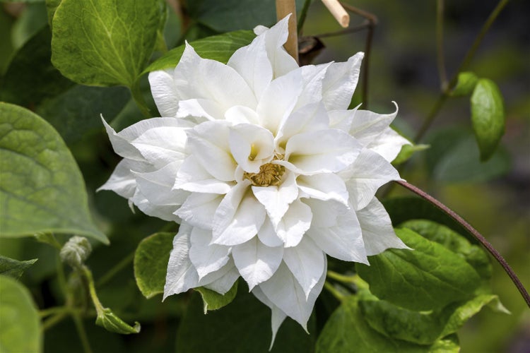 Clematis texensis 'Duchess of Edinburgh', weiß, 60–100 cm