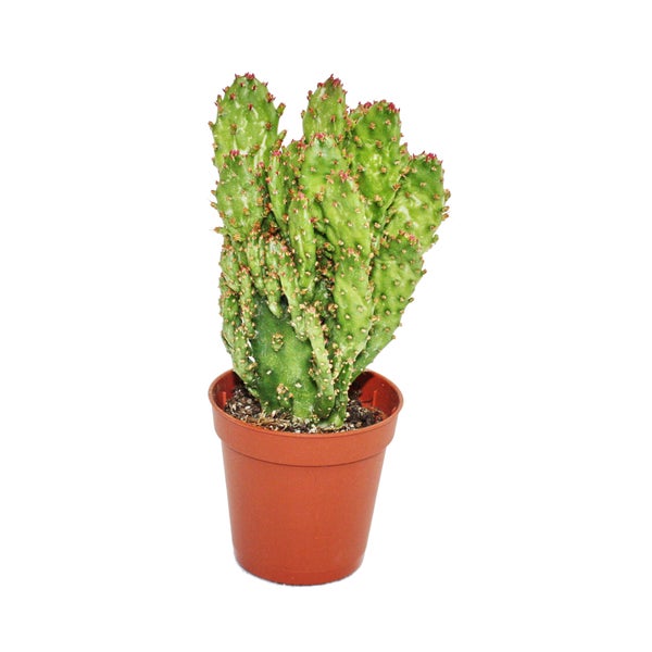 Opuntia monacantha variegata - mittelgrosse Pflanze im 8,5cm Top