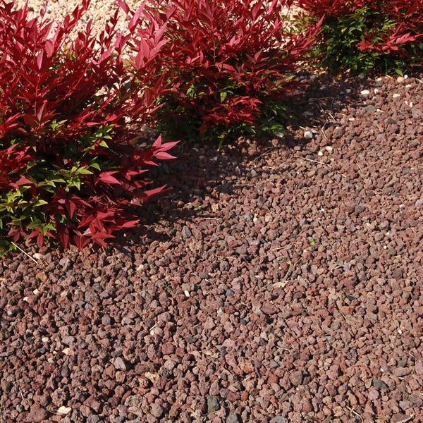 Nandina domestica Pflanzen kombiniert mit Lavastein Mulch in einem Gartenbeet.
