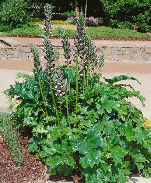 Acanthus mollis, Bärenklau, ca. 11x11 cm Topf, dekorativ