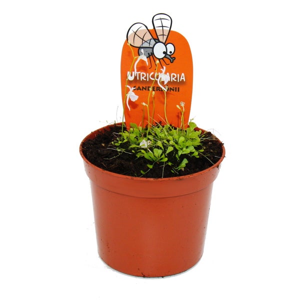 Fleischfressende Pflanze Utricularia sandersonii im Kunststofftopf mit Informationsetikett.
