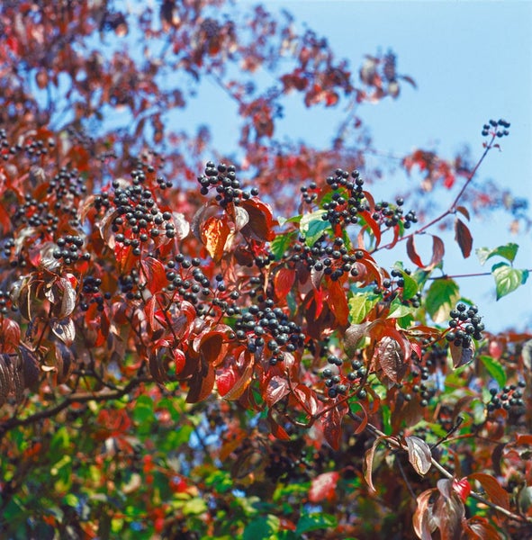Cornus sanguinea, Roter Hartriegel, 40–60 cm