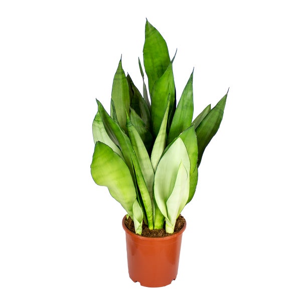 Sansevieria 'Mondschein' | Zimmerpflanze im Kinderzimmertopf cm17 cm - ↕40-50 cm